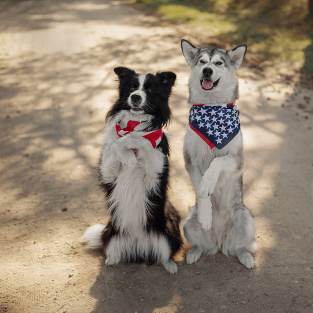 istock Two dogs celebrate Independence Day 1159401843