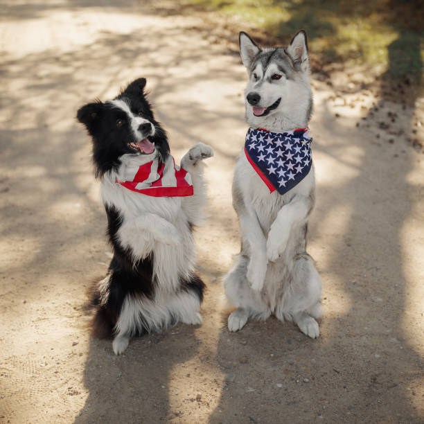 istock Two dogs celebrate Independence Day 1159401867