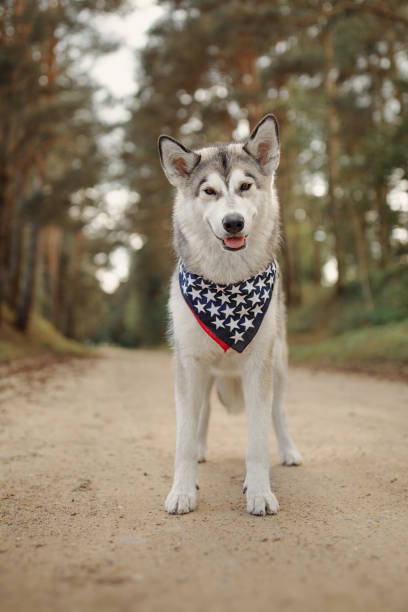 istock Alaskan Malamute celebrates Independence Day 1159401926