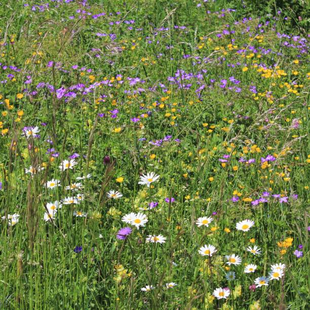 wildflowers que crescem na montagem brienzer rothorn, switzerland. - brienz interlaken switzerland rural scene - fotografias e filmes do acervo