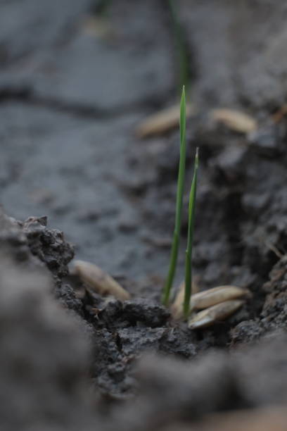 istock seed of rice planting in dry grounds 1159402119
