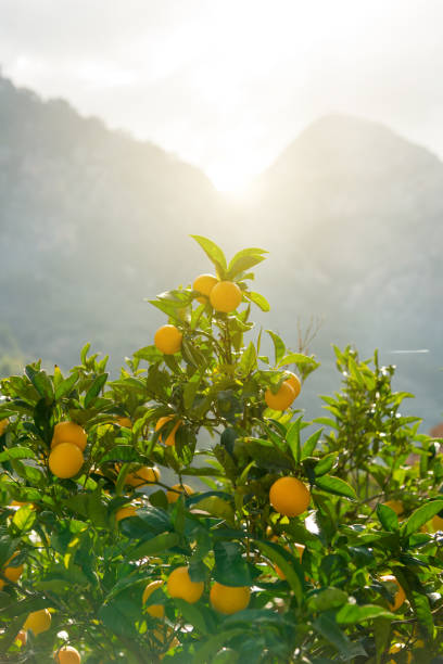 istock Oranges on a tree on a farm in Mallorca 1159402346