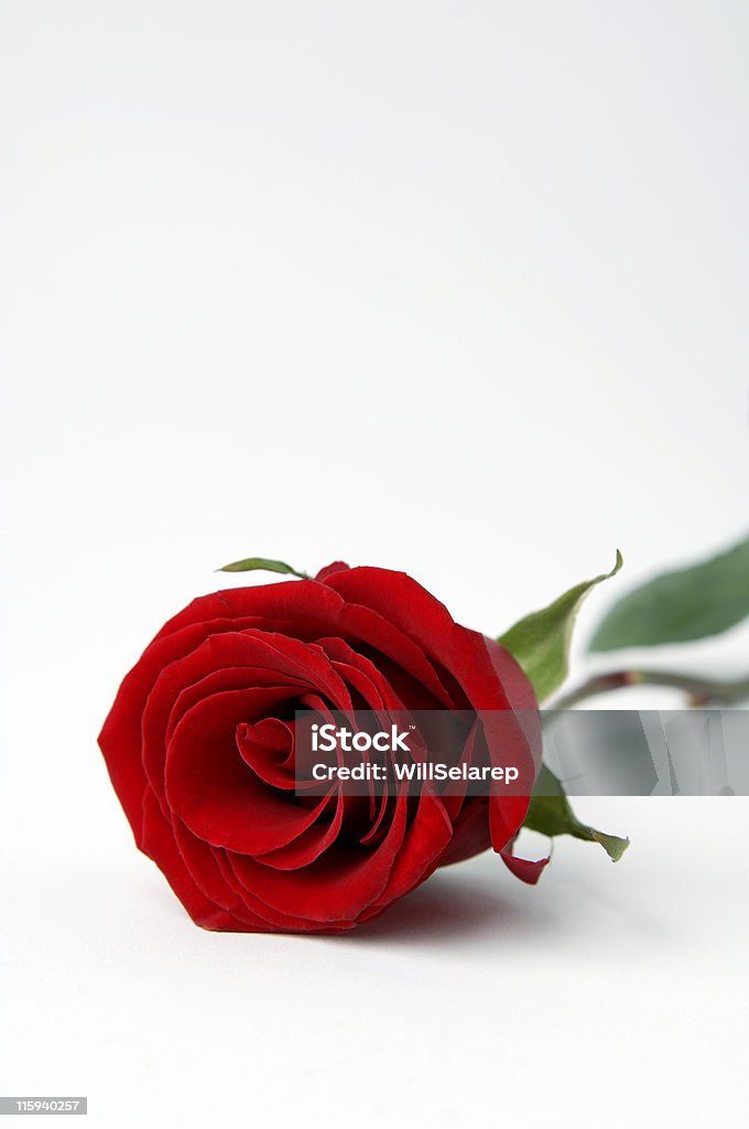 Rote rose - Lizenzfrei Begehren Stock-Foto