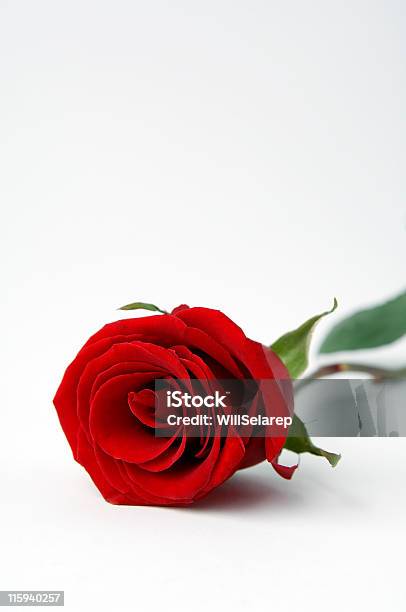 Rosa Rossa - Fotografie stock e altre immagini di Amore - Amore, Anniversario, Bellezza