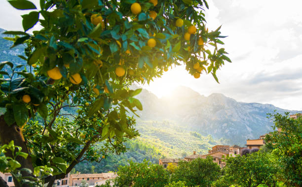 Oranges on a tree on a farm in Mallorca stock photo