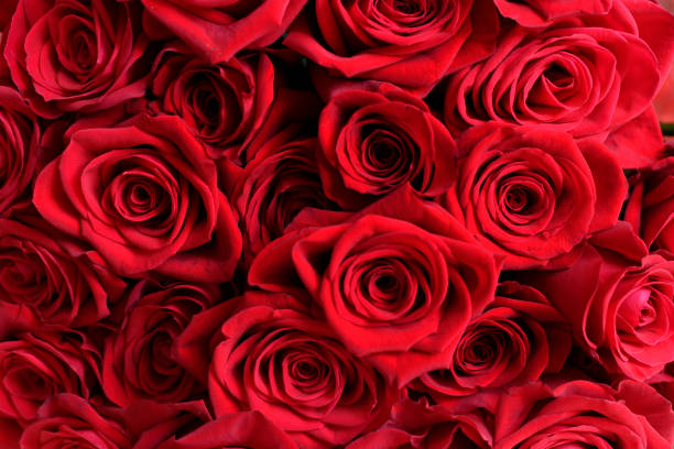 istock Big bunch of the red roses. Gift card 1159402677