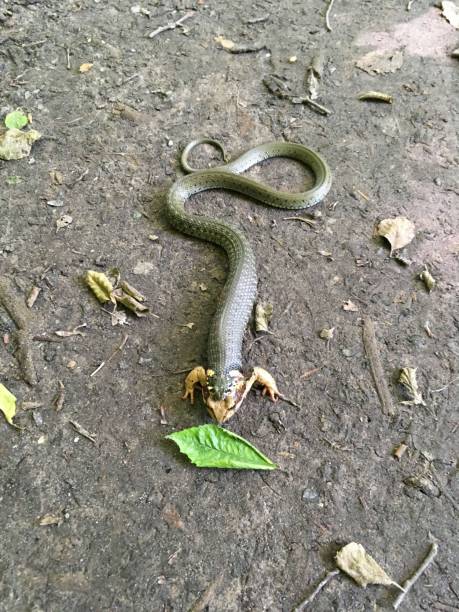 istock the snake is eating a frog 1159403326