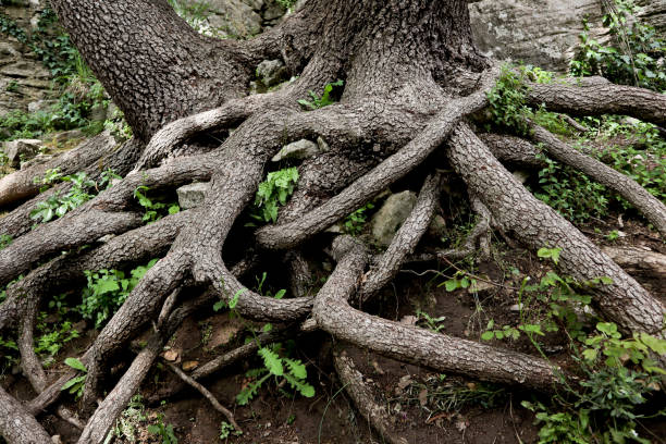 istock unusual big interwoven roots of the tree with foliage 1159403398