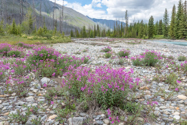 Dwarf Fireweed aka River Beauty Willowherb (Chamaenerion latifolium) on the Banks of the Vermilion River wildflower, dwarf fireweed, in Kootenay National Park, Canada flower mountain fireweed wildflower stock pictures, royalty-free photos & images