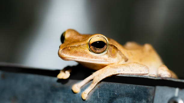 istock Macro of frog in the night 1159403839