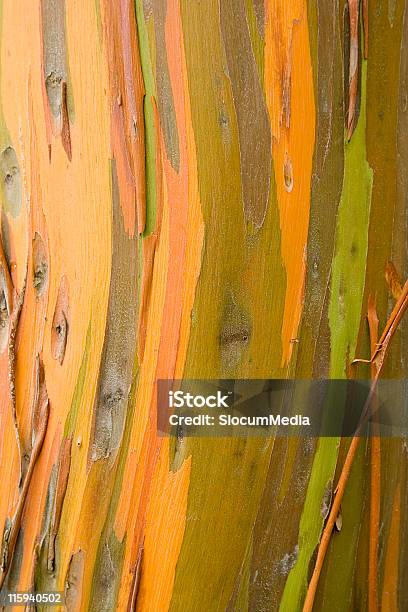 Rainbow Растрепанные Tree Bark — стоковые фотографии и другие картинки Без людей - Без людей, Бревно, Вертикальный