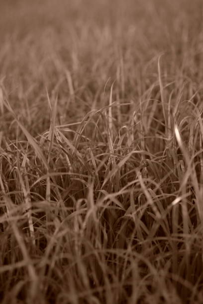 istock seed of rice planting in dry grounds 1159405283
