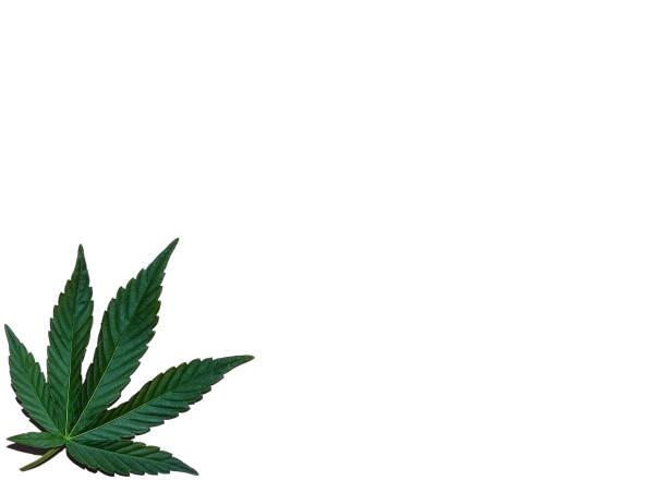 istock Hemp or cannabis leaves bright background. Top view, flat lay. Template or mock up. 1159405600