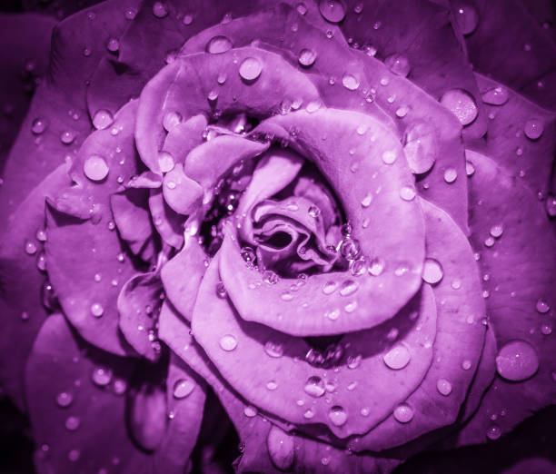 Purple Rose flower head close up. Rose with water drops. Top view, deep focus. Petals of a rose close up view