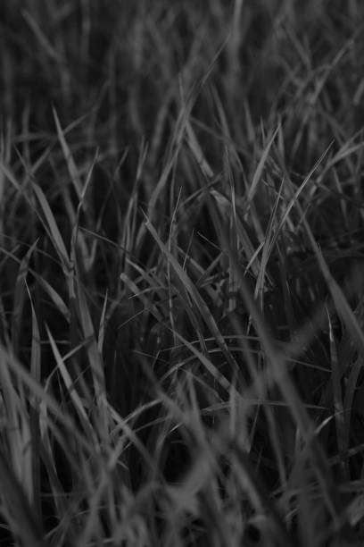 istock seed of rice planting in dry grounds 1159405905