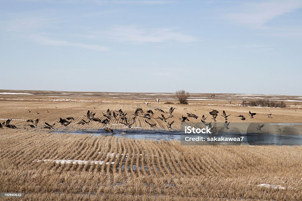 Gansos na primavera - Foto de stock de Dakota do Norte royalty-free