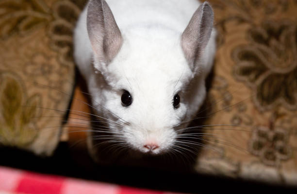 istock White chinchilla is sitting on the sofa. Cute home pet. 1159406566