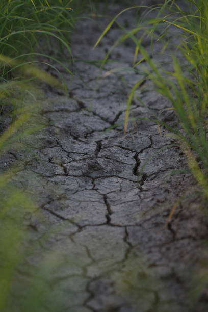 istock small rice planting in dry grounds 1159406898