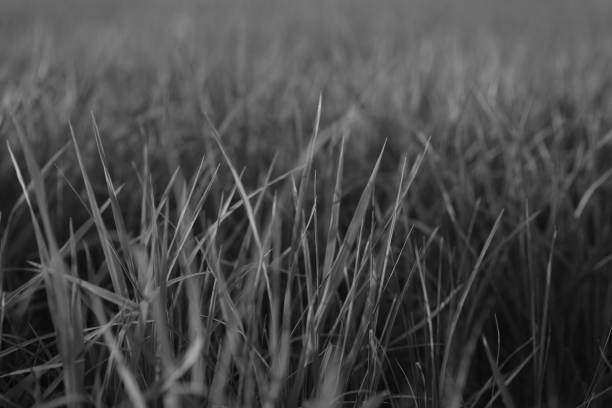 istock seed of rice planting in dry grounds 1159407023
