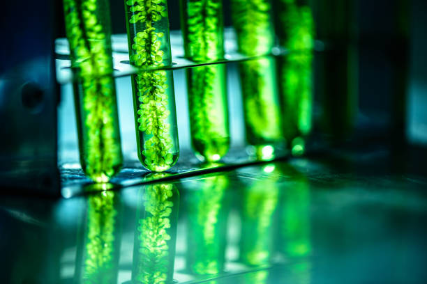 istock Photobioreactor in lab algae fuel biofuel industry. Algae fuel o 1159408167