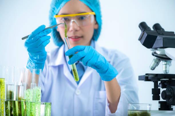 Scientists are developing research on algae. Bio-energy, biofuel, energy research Scientists are developing research on algae. Bio-energy, biofuel, energy research sustainable energy toronto stock pictures, royalty-free photos & images