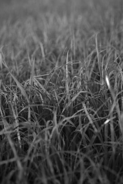 istock seed of rice planting in dry grounds 1159408515