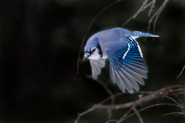 istock Blue Jay, Cyanocitta cristata, in flight 1159408616