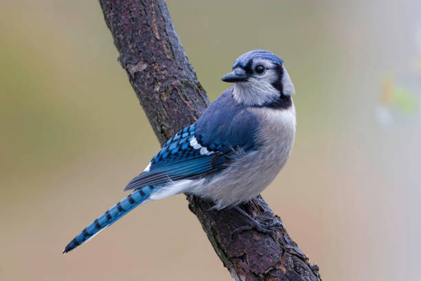 istock Beautiful Blue Jay, Cyanocitta cristata, perched 1159408739