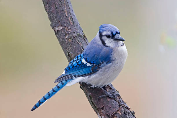 istock Beautiful Blue Jay, Cyanocitta cristata 1159408769