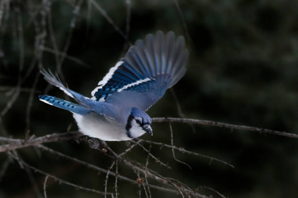 istock Blue Jay, Cyanocitta cristata, flying 1159408784