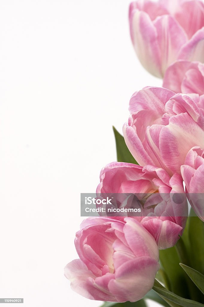 Tulipani rosa - Foto stock royalty-free di Bouquet