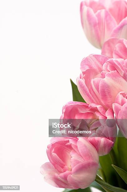 Tulipani Rosa - Fotografie stock e altre immagini di Bouquet - Bouquet, Colore verde, Composizione verticale