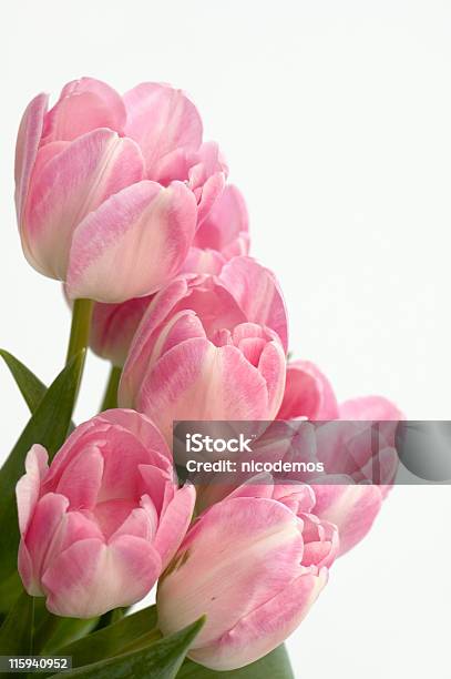 Rosa Túlipas - Fotografias de stock e mais imagens de Cor de rosa - Cor de rosa, Tulipa, Beleza natural