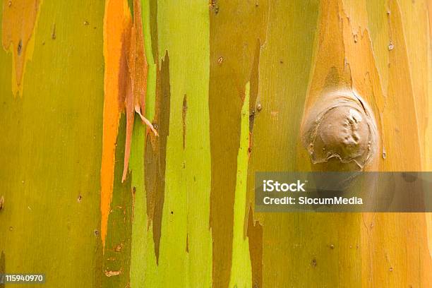 ピーリングバーク - オーガニックのストックフォトや画像を多数ご用意 - オーガニック, カラー画像, ユーカリの木