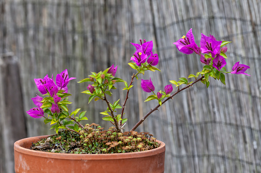 A bonsai bougainvillea with lilac flowers in a clay pot.