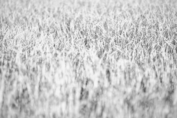 istock seed of rice planting in dry grounds 1159410410