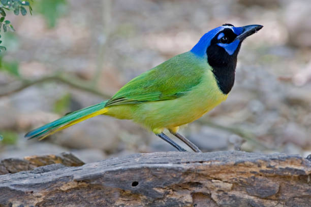 istock Beautiful Green Jay, Cyanocorax yncas 1159410667