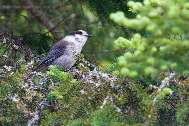 istock Gray Jay, Perisoreus canadensis, in evergreen tree 1159410712