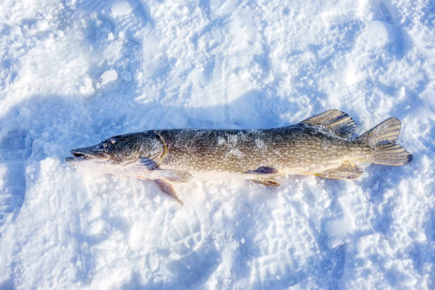 istock pike fish on snow winter fishing 1159412989