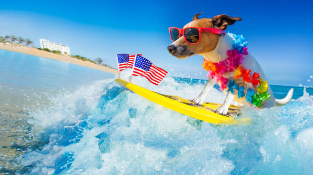 istock surfer dog  at the beach 1159413044
