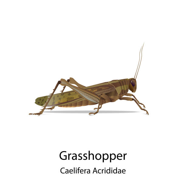 illustrazioni stock, clip art, cartoni animati e icone di tendenza di vettore cavalletta - grasshopper cricket insect symbol