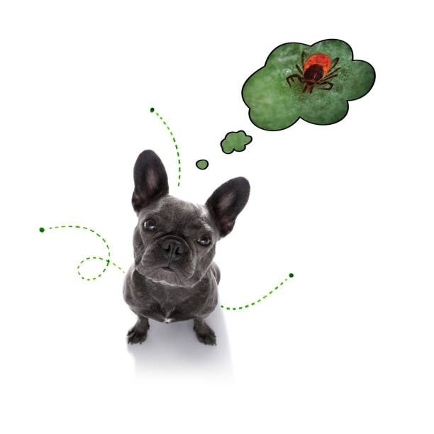 istock dog  with fleas, ticks or insects 1159413073