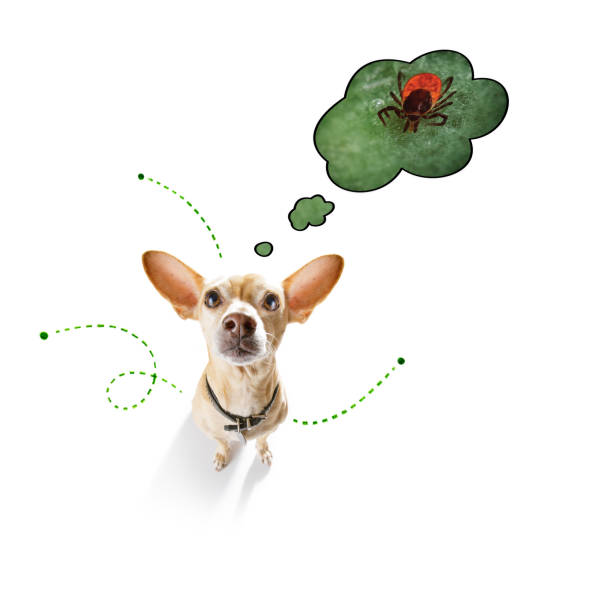 istock dog  with fleas, ticks or insects 1159413243