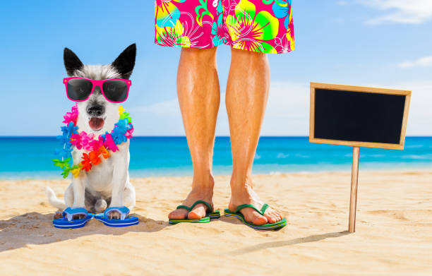 istock dog and owner  summer holidays 1159413273