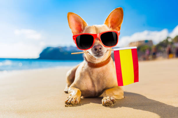 istock surfer dog  at the beach 1159413338