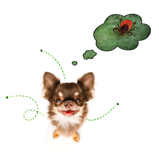 istock dog  with fleas, ticks or insects 1159413345