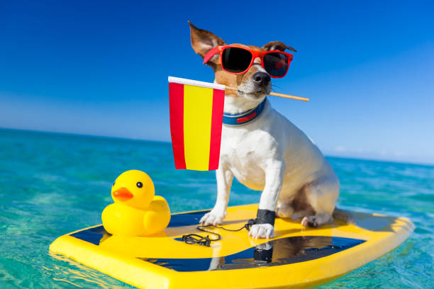istock surfer dog  at the beach 1159413431