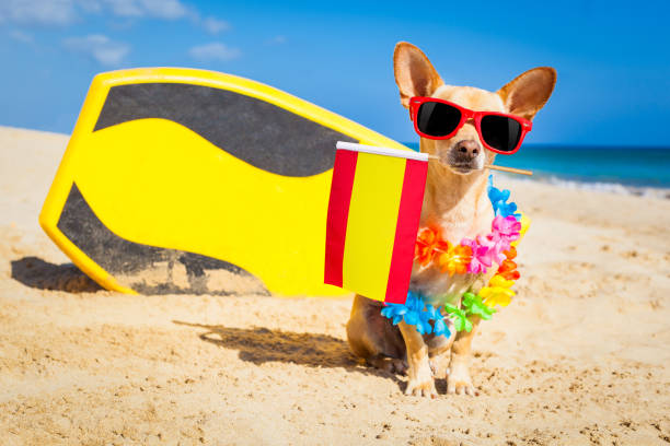 istock surfer dog  at the beach 1159413977