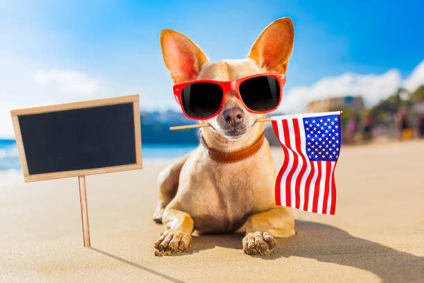 istock surfer dog  at the beach 1159413994