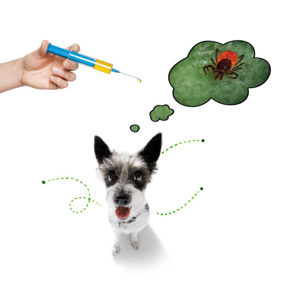 istock dog  with fleas, ticks or insects 1159414300